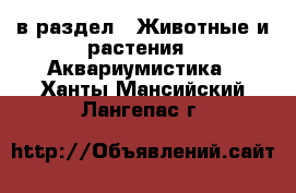  в раздел : Животные и растения » Аквариумистика . Ханты-Мансийский,Лангепас г.